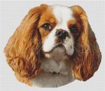 (image for) Blenheim Cavalier King Charles Spaniel 2